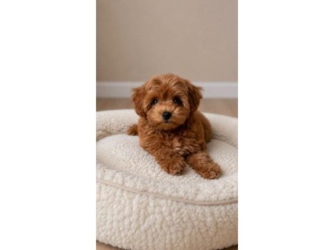 Güzellik abidesi maltipoo bebekler