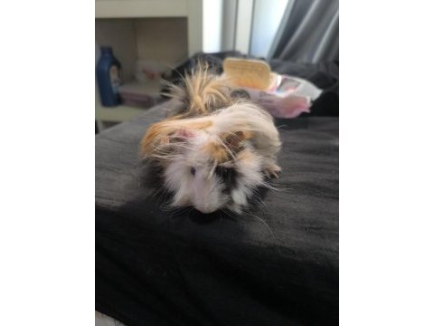 Ginepig evde beslemelik ısırmaz