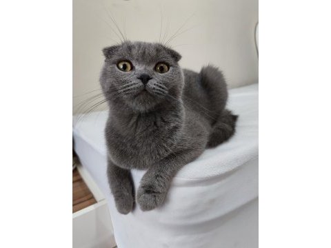 Scottish fold erkek kedimiz