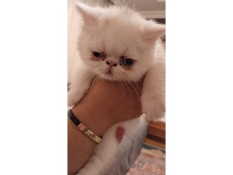 45 günlük mavi ve yeşil gözlü exotic shorthair yavrular