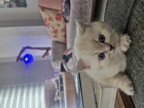 British longhair kedilerimiz çok sevimli ve çok oyuncular