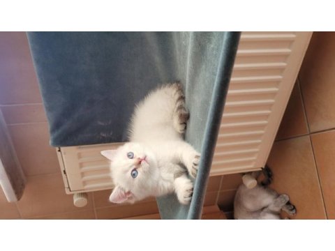 Saf kan british shorthair dişi yavru