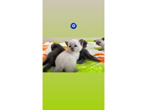 Blue point ve british shorthair