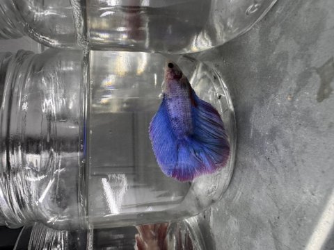 Renk renk betta balıkları