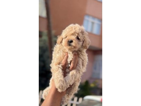 Orijinal kan poodle bebekler