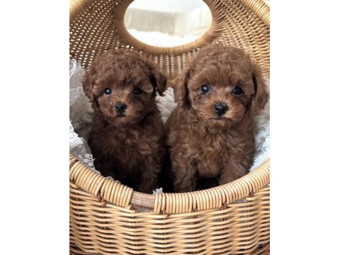 Show kalite toy poodle bebeklerim