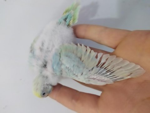 Rainbow muhabbet kuşu bebekler