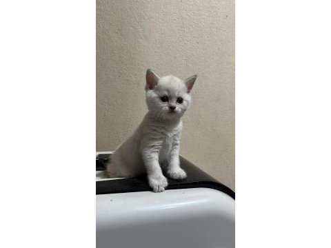 British shorthair minikler