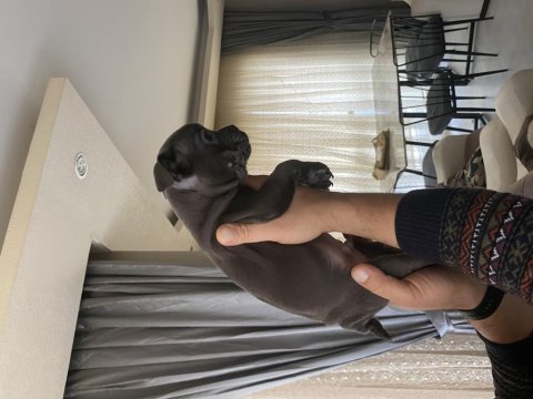 Blue ve siyah 2 aylık french bulldog yavrular