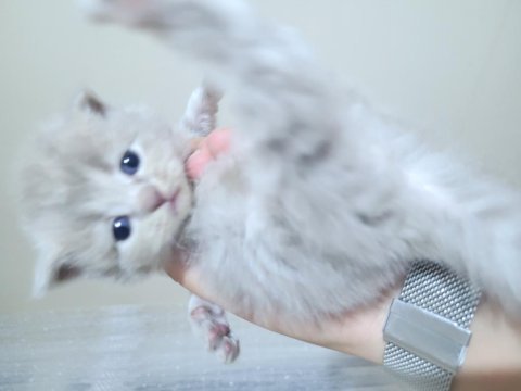 Scottish fold kedimiz 4 adet