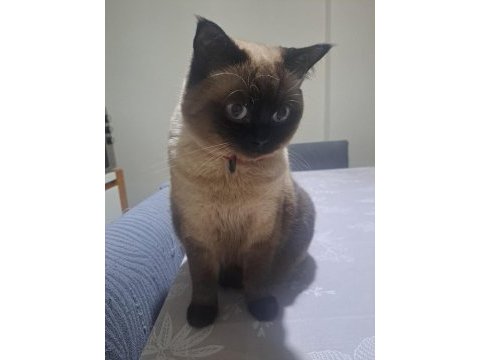 British shorthair kedisi