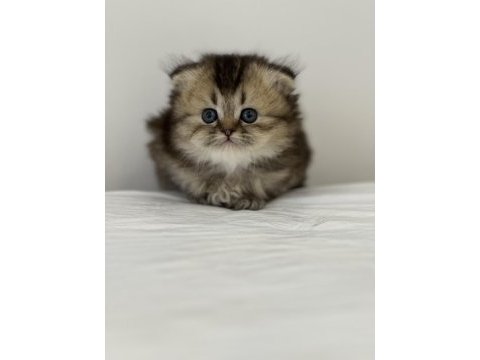 Son 2 yavru british shorthair
