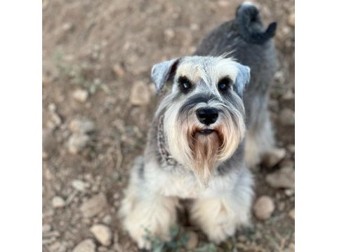 Fcı secereli miniatute schnauzer yavruları