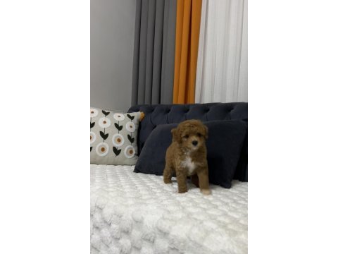 Toy poodle ev ortamından