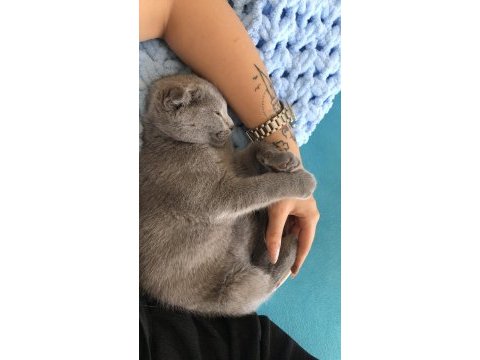 Ankara scottish fold kedi sahiplendirme