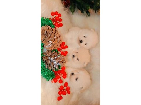 Pomeranian kartopları yeni yuvalarına şans getirmeye hazır