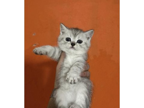 Tabby british shorthair