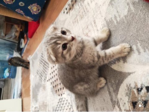 Scottish fold yavrumuz