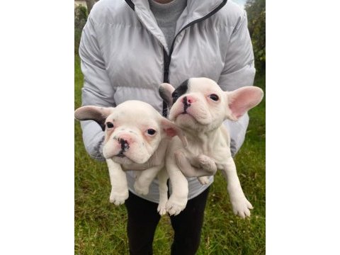 Üst sınıf french bulldog yavrularımız