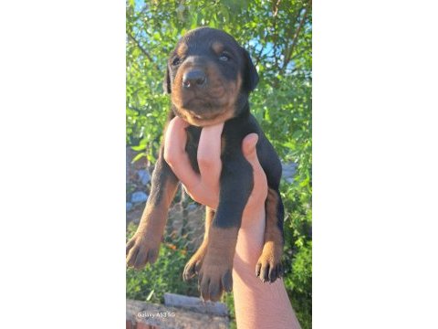 A kalite doberman bebeklerimiz