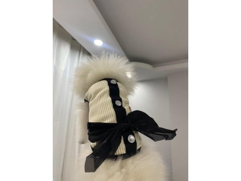 Pomeranian yavru 7 aylık