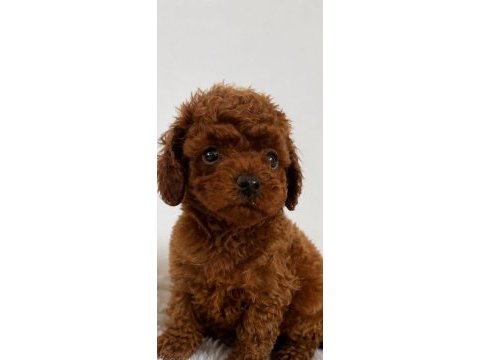 Kore teacup poodle erkek yavrular