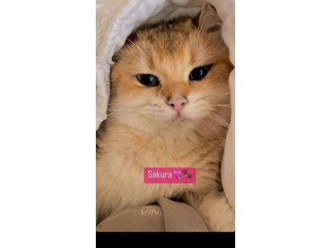 British shorthair