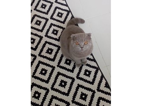 Scottish fold kedimiz