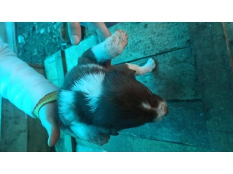 Border collie yavrulari
