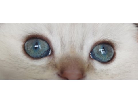 Golden ve silver scottish fold yavrular