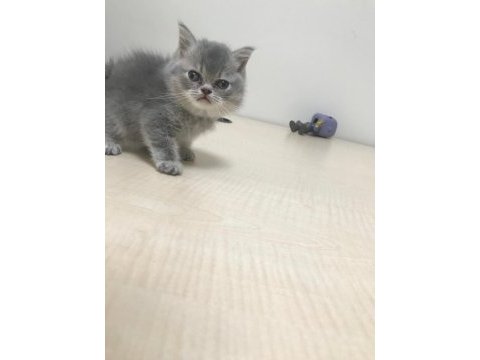 2 aylık britsh shorthair kedime yuva arıyorum