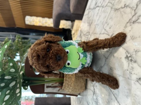 Yakışıklı poodle oğluşum