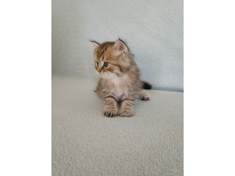 10 temmuz doğumlu bebek kedilerimiz