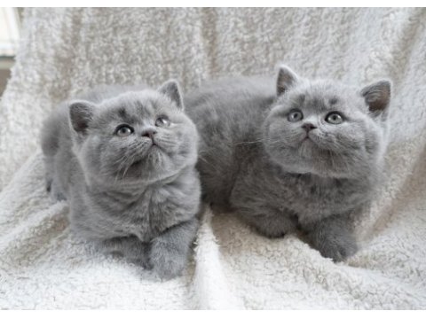 A kalite british shorthair yavrular