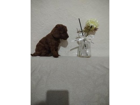 Anne altında kore kan toy boy poodle 2.5 kg geçmeyecek