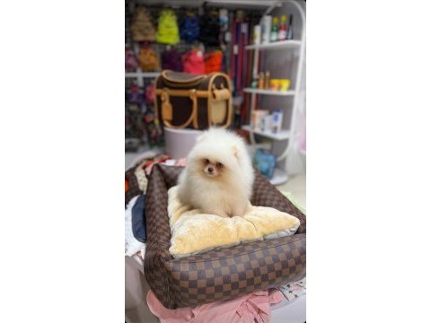 Pomeranain boo 3 aylık