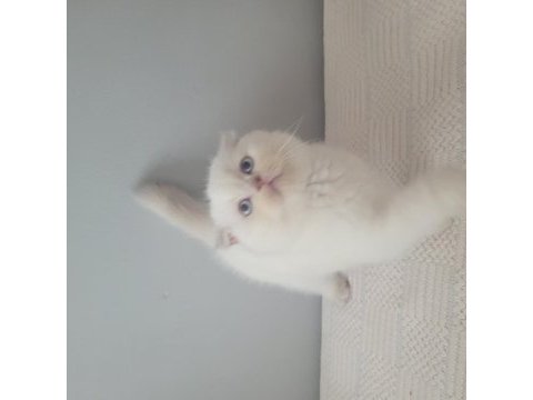 Kendi kedimin scottish fold yavruları sahiplendireceğim