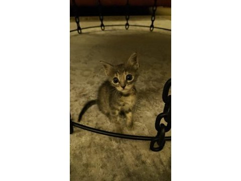 Tatlı tekir kedi
