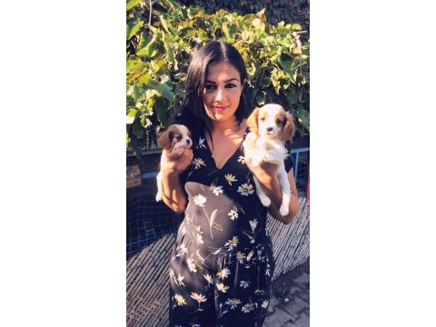 Cavalier king charles yavrularım