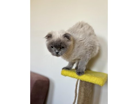 1 yaşında scottish fold miniğimize