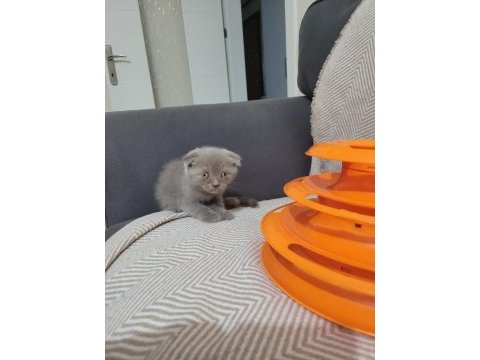 2 aylık dişi güzeller güzeli yavru scottish fold