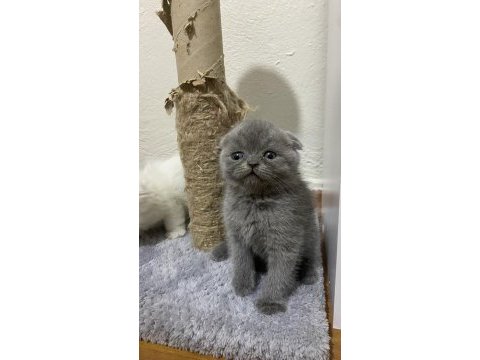 Scottish fold bebekler