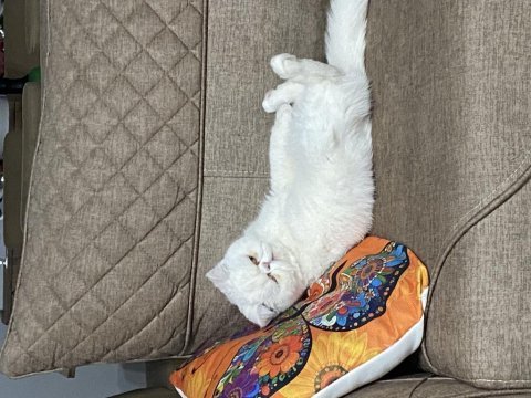 Kedimiz pirinç sahiplendiriyoruz