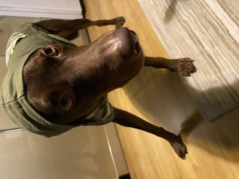 2,5 yaşında kısır erkek chocolate labrador