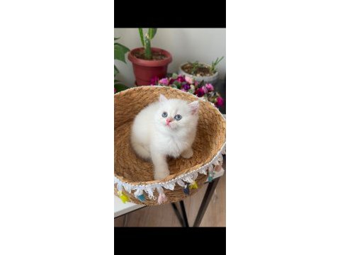 Scottish fold blue point