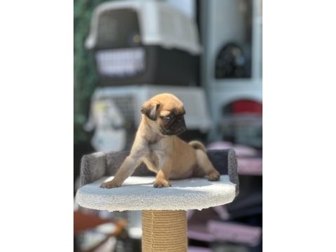 Scrli anne baba - ırk ve sağlık garantili - yurt dışı pug