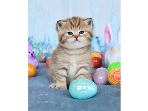 Tatlı british shorthair bebeklerimiz
