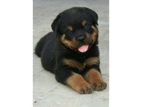 Ruhsatlı köpek çifliğinden rottweiler yavrular a scrli