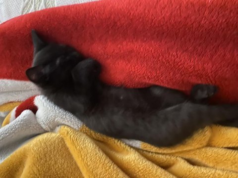 Sokakta kedi buldum ve güzel bir yuva arıyoruz