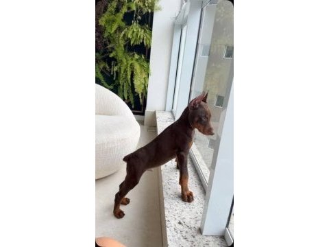 Hasım yok eden cinsten doberman
